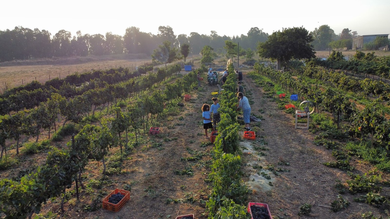 שורות הכרם ממעל