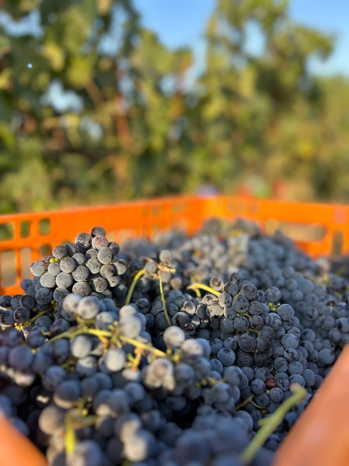 אשכולות ענבים