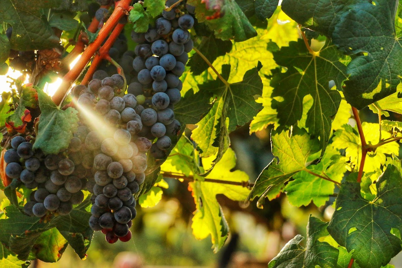 ענבים אדומים