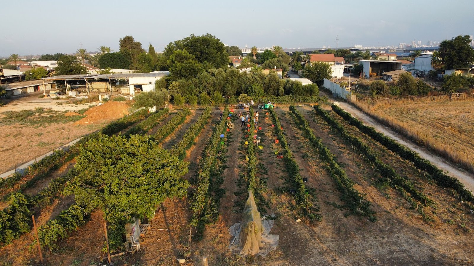 כרם שדה עוזיה